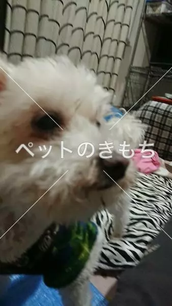 迷子犬の画像