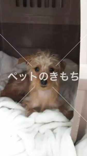 保護犬の画像