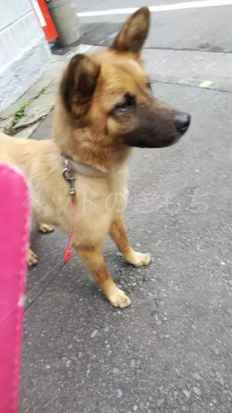 迷子犬の画像