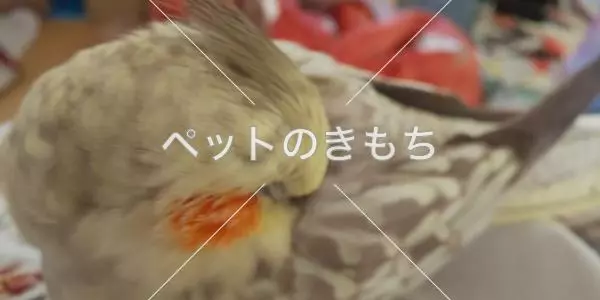 迷子鳥の画像