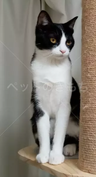 迷子猫の画像