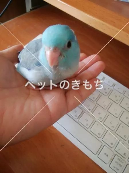 迷子鳥の画像