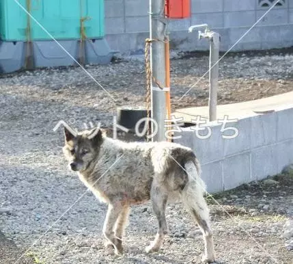 コメント投稿の画像