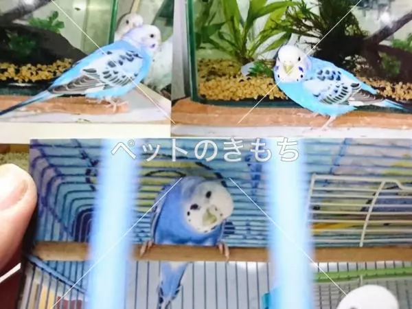 迷子鳥の画像