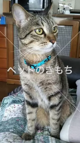 迷子猫の画像