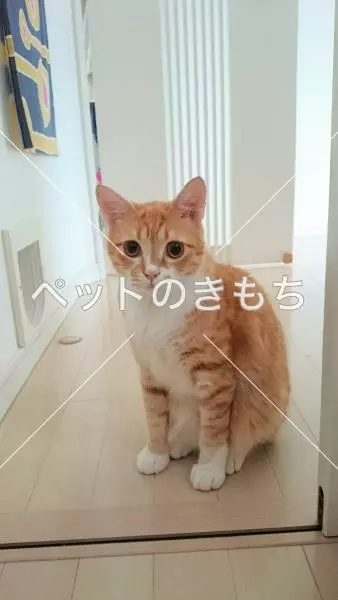 迷子猫の画像