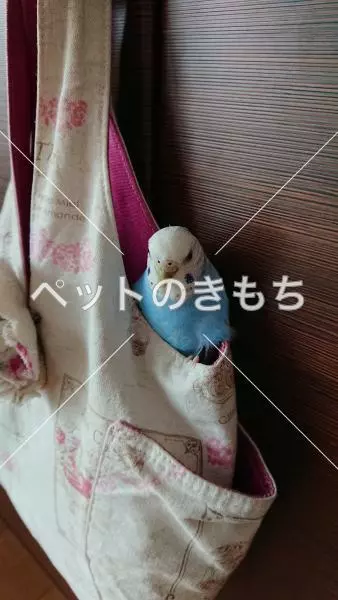 迷子鳥の画像