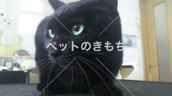 迷子猫の画像
