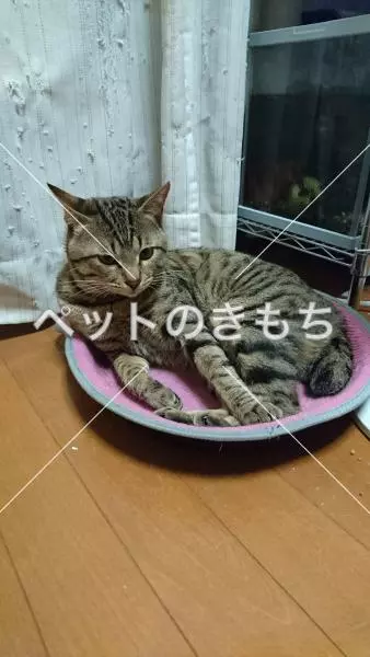 迷子猫の画像