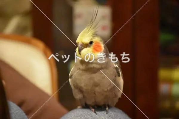 迷子鳥の画像