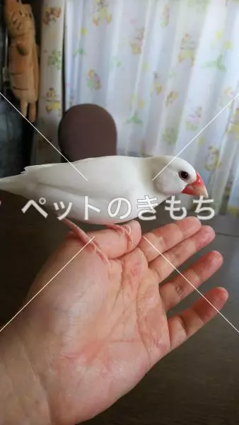 迷子鳥の画像