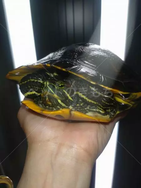 保護ペットの画像