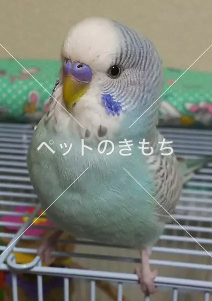 迷子鳥の画像