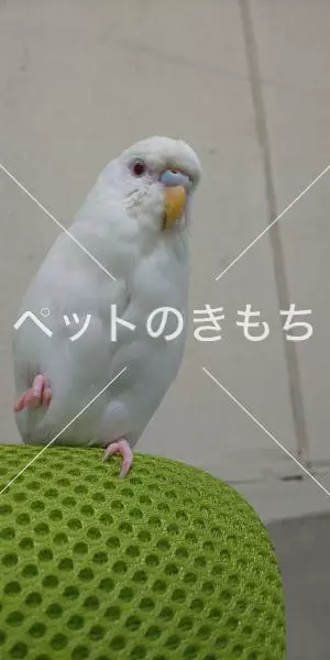 迷子鳥の画像