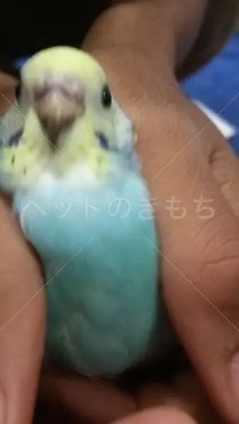 保護鳥の画像