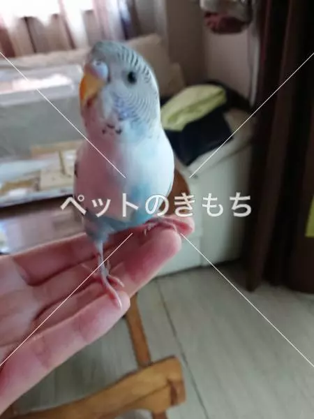 保護鳥の画像