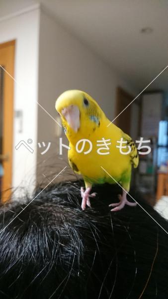 迷子鳥の画像