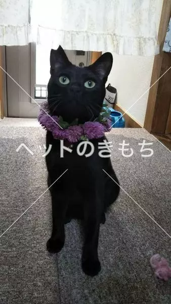 迷子猫の画像