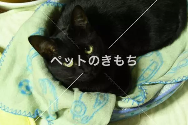 迷子猫の画像