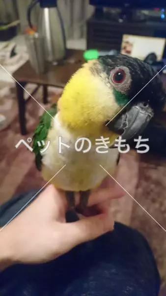 迷子鳥の画像