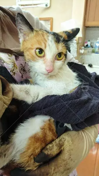 コメント投稿の画像