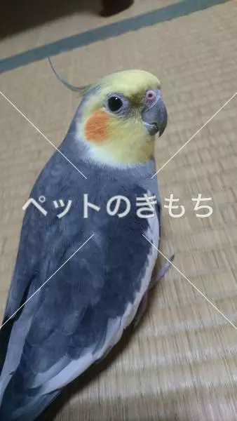 迷子鳥の画像
