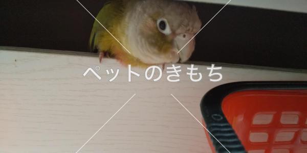 迷子鳥の画像