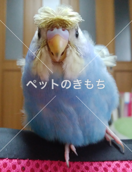 迷子鳥の画像