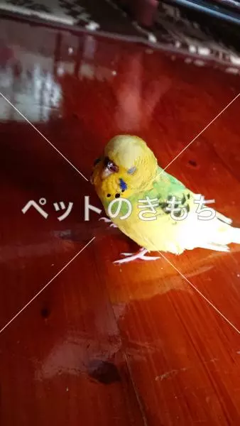 迷子鳥の画像