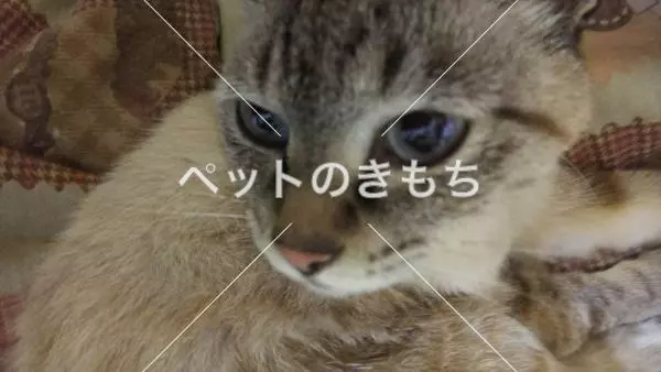 保護猫の画像