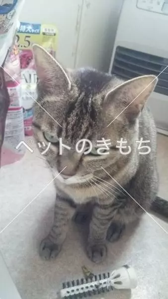 迷子猫の画像