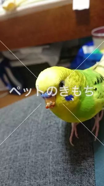迷子鳥の画像