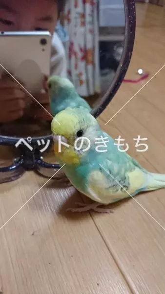 迷子鳥の画像