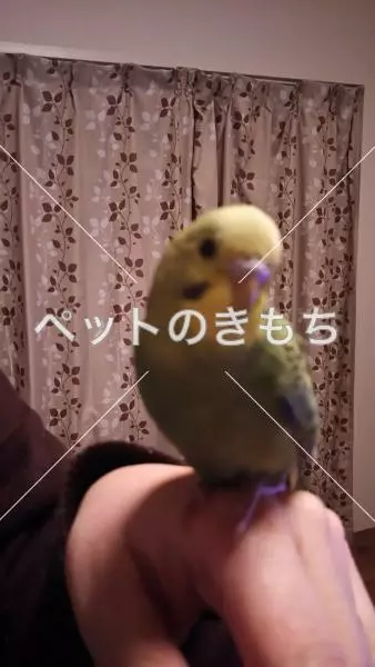 迷子鳥の画像