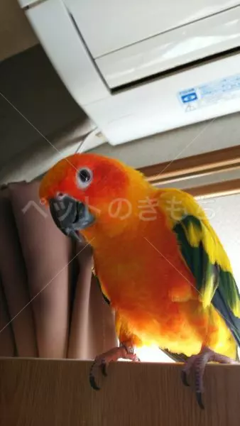 コメント投稿の画像