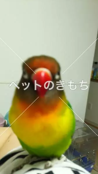 迷子鳥の画像