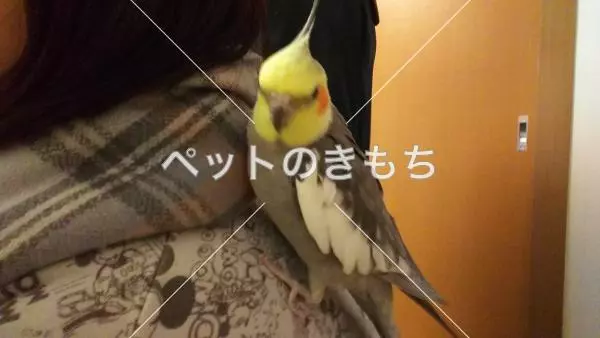 迷子鳥の画像