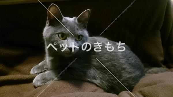 保護猫の画像