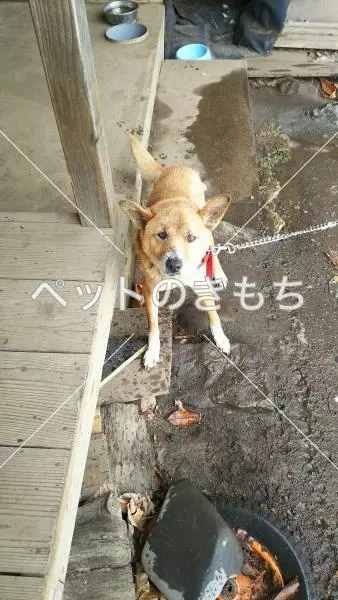 迷子犬の画像