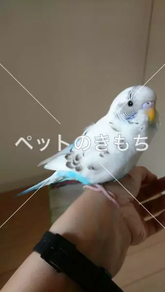 保護鳥の画像