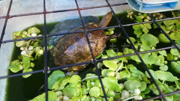 保護ペットの画像