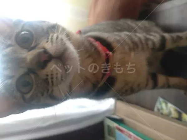 迷子猫の画像