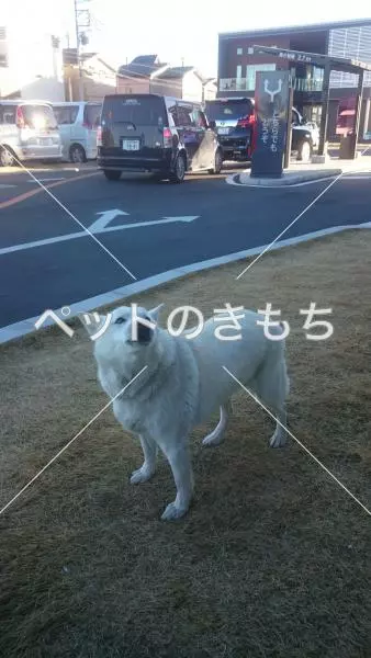 コメント投稿の画像