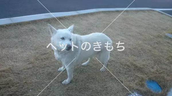 保護犬の画像