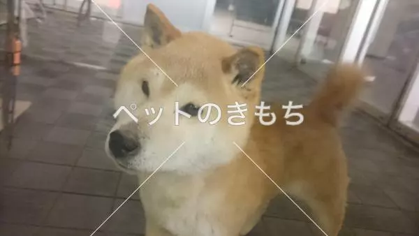 コメント投稿の画像