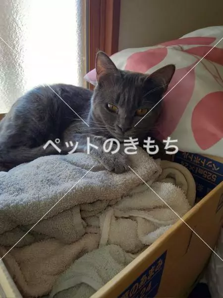 迷子猫の画像
