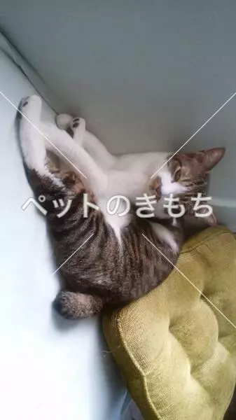 迷子猫の画像