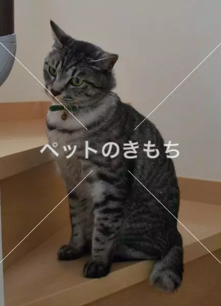 迷子猫の画像