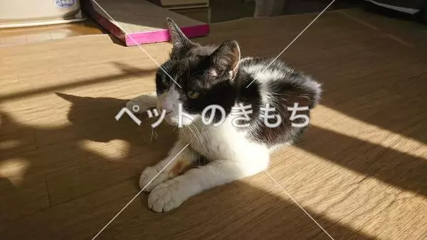 迷子猫の画像