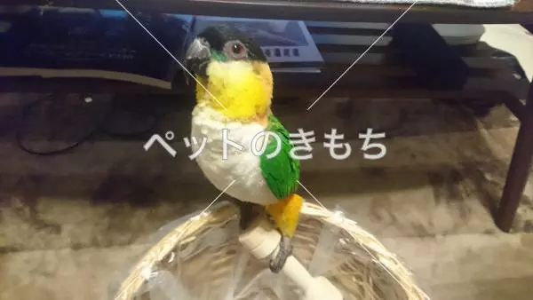 迷子鳥の画像